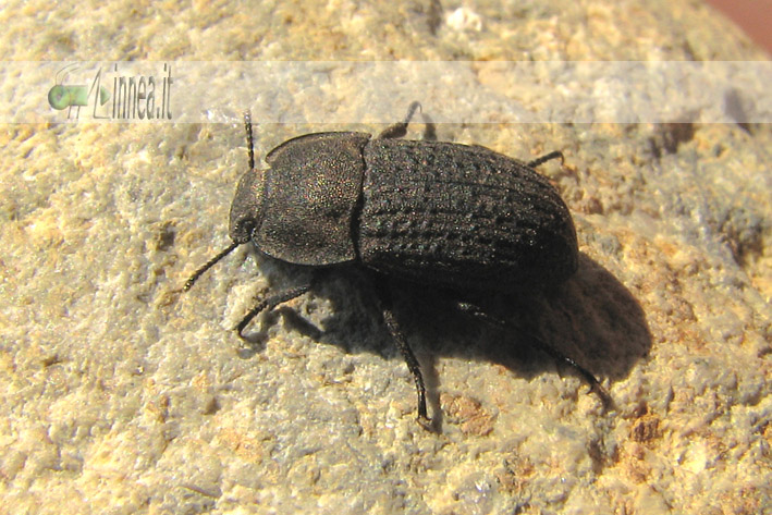 Opatrum sabulosum da Sondrio a Portici